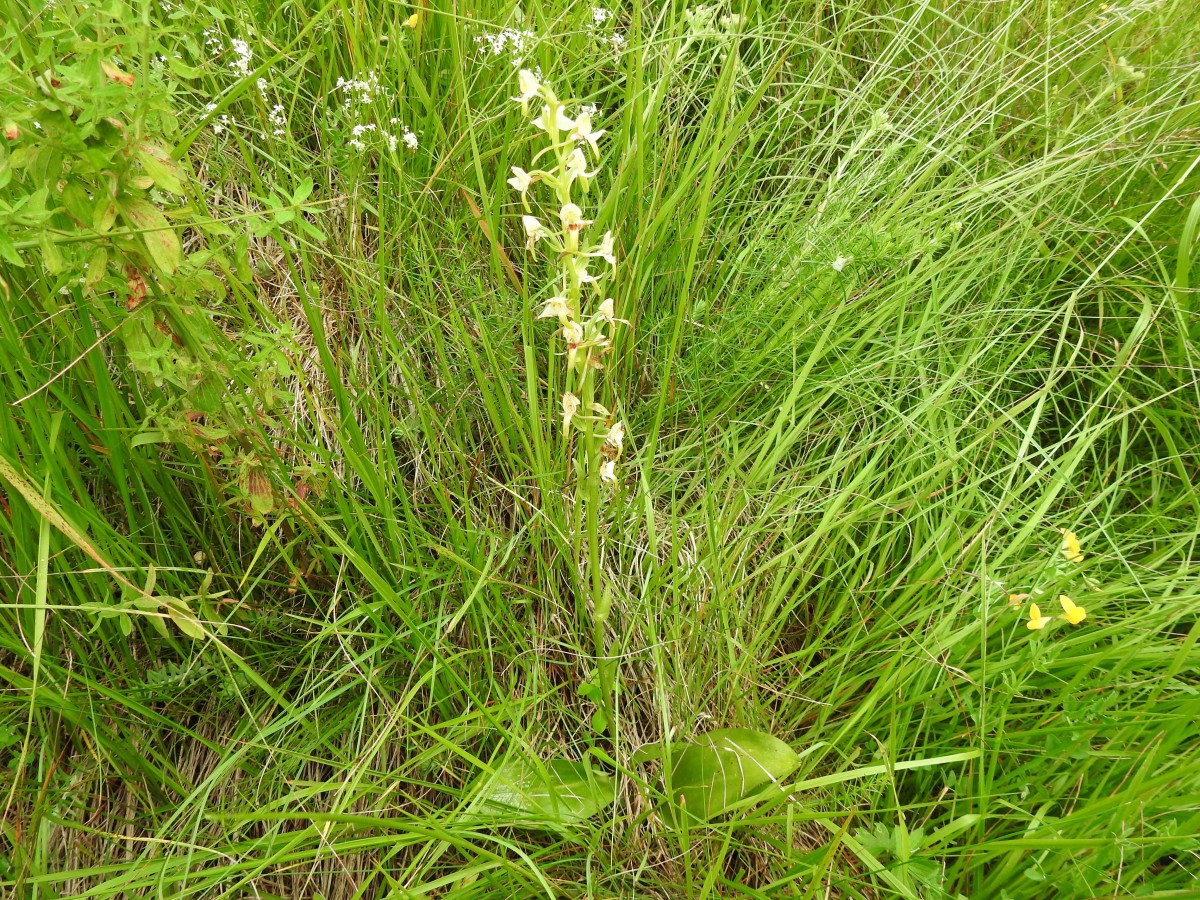 Platanthera chlorantha, area del bosco tagliato  sopra Vallene 02.07.23 (2)