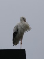 cicogna bianca-mar24