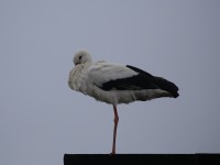 cicogna bianca--mar24