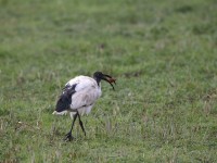 ibis sacro-feb24