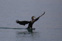 cormorano-mar24