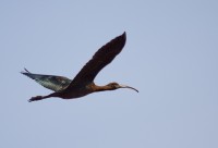 Mignattaio	Plegadis falcinellus	Glossy Ibis