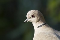 Tortora dal collare	Streptopelia decaocto	Eurasian Collared Dove