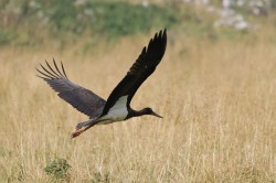 Cicogna nera	Ciconia nigra	Black Stork