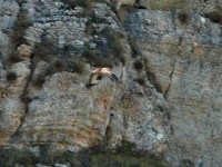 Poiana codabianca	Buteo rufinus	Long-legged Buzzard