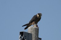 Lodolaio	Falco subbuteo	Eurasian Hobby
