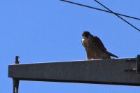 Falco pellegrino	Falco peregrinus	Peregrine