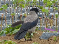 Cornacchia grigia	Corvus cornix	Hooded Crow