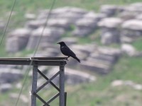 Cornacchia nera	Corvus corone	Carrion Crow