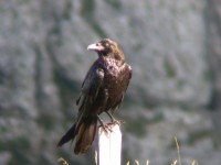 Corvo imperiale	Corvus corax	Common Raven