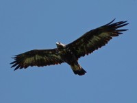Aquila reale	Aquila chrysaetos	Golden Eagle