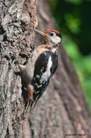 Picchio rosso maggiore	Dendrocopos major	Great Spotted Woodpecker