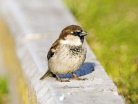 Passera d'Italia	Passer italiae	Italian Sparrow