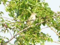 Beccafico	Sylvia borin	Garden Warbler