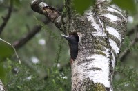 Picchio nero	Dryocopus martius	Black Woodpecker