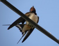 Rondine	Hirundo rustica	Barn Swallow