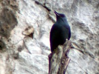 Passero solitario	Monticola solitarius	Blue Rock Thrush
