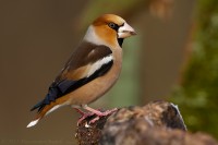 Frosone	Coccothraustes coccothraustes	Hawfinch