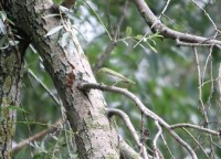 Luì verde	Phylloscopus sibilatrix	Wood Warbler