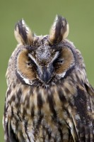 Gufo comune	Asio otus	Long-eared Owl