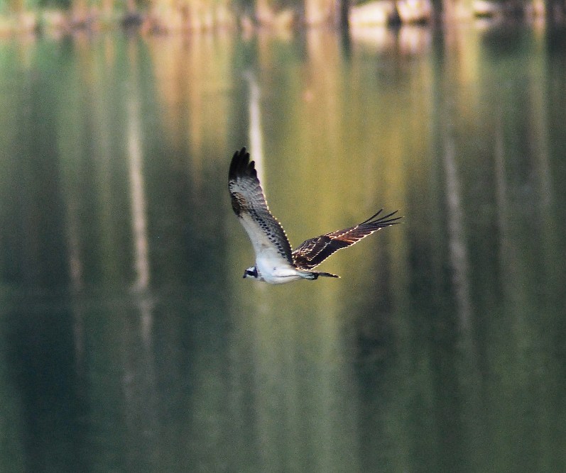 Falco pescatore (19)