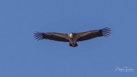 Grifone Gyps fulvus Griffon Vulture