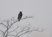 Aquila anatraia maggiore • Greater Spotted Eagle