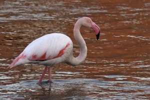 Fenicottero	Phoenicopterus roseus	Greater Flamingo