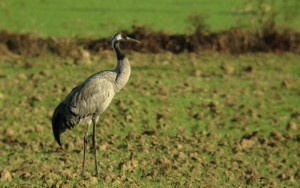 Gru	Grus grus	Common Crane