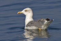 Gabbiano reale	Larus michahellis	Yellow-legged Gull