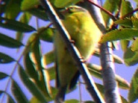 Canarino del Mozambico Serinus mozambicus Yellow-fronted Canary