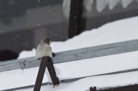 Fringuello alpino • Snowfinch