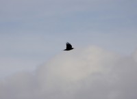 corvo 1
